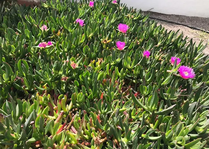 Atlantic View - Quiet, Peaceful And Windless With Fantastic Ocean View Lejlighed Costa del Silencio